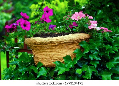 Hanging Basket With Light Pink And Dark Pink Petunias Surrounded By Ivy Leaves