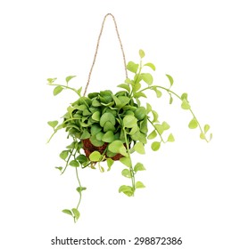 Hanging Basket Plant Isolated On White Background