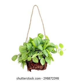 Hanging Basket Plant Isolated On White Background