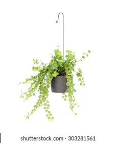 Hanging Basket Plant Isolated On White Background