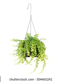 Hanging Basket Plant Isolated On White Background