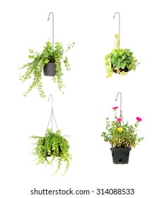 Hanging Basket Plant Isolated On White Background