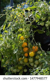 Hanging Basket Of Tumbling Tom Tomatoes.