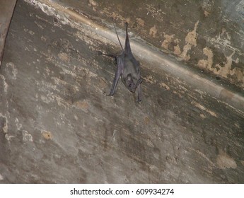 Hanging bats from the ceiling