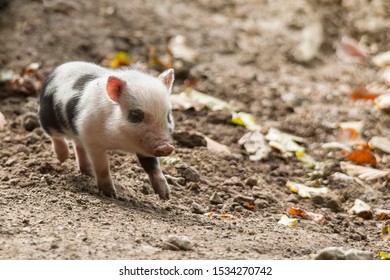Hanging bellied pig babies play in the mud