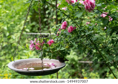 Hanging bird bath on chains in green leafs and pink roses with petals in water and blurred background. Concept.