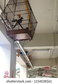 Hanging Birdcage Outside