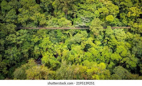 Hanging Bridge And Zipline In Costa Rica