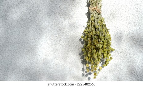 Hanging bunch of medicinal herb Sideritis Scardica or Mountain tea dried on white wall. Ironwort - endemic plant of Balkan Peninsula. Traditional alternative herbal medicine   