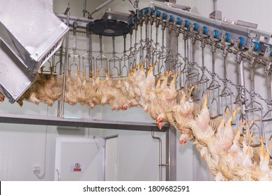 Hanging chickens in the process of producing hygienic chicken.