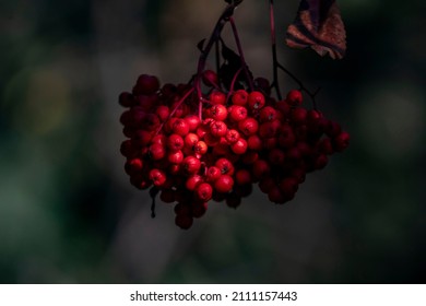 A Hanging Cluster Of Toyon Berries