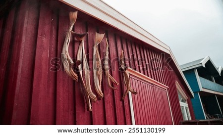 Hanging cod on the wall of a red building in Longyearbyen showcasing local fishing traditions