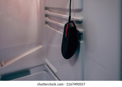 Hanging Computer Mouse In The Empty Fridge. Hunger Concept