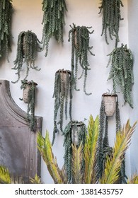 Hanging Donkey Tail Plant (Sedum Morganianum) Along A Wall