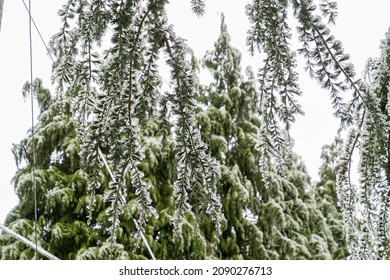 Hanging Evergreen Branches Weighed Down With Ice.