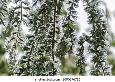 Hanging Evergreen Branches Weighed Down With Ice.