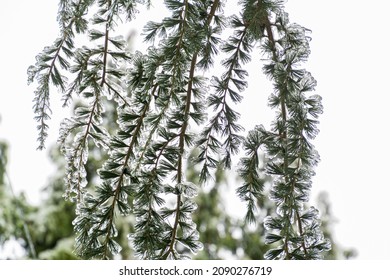 Hanging Evergreen Branches Weighed Down With Ice.