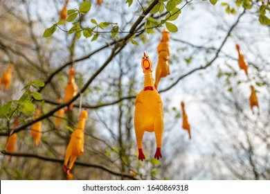 Hanging Fake Chicken On The Trees For Quiz