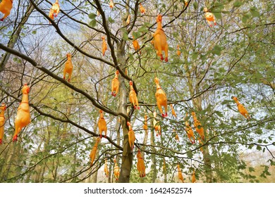 Hanging Fake Chicken On The Trees For Quiz