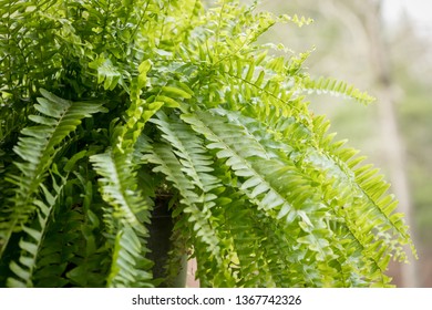 Hanging Fern Basket In The Daylight