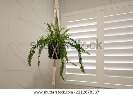  Hanging fern plant in bathroom with plantation shutters in the background.