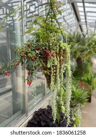 Hanging Flower Basket At The Botanical Gardens