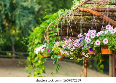 Hanging Flower Basket In The Garden