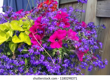 Hanging Flower Basket Over Flowing With Beautiful Pink Petunias, Blue Lobelia, And Ivy.
