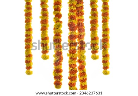 Hanging flower decoration marigold flower isolated on white background Onam festival background, Pongal and Diwali decorations
