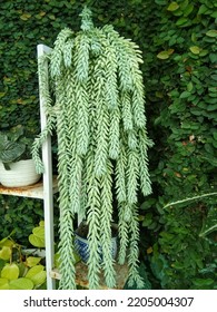 Hanging Flower Donkey Tail Or Sedum Morganianum