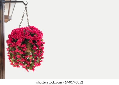 Hanging Flower Pot  In Flower Garden.