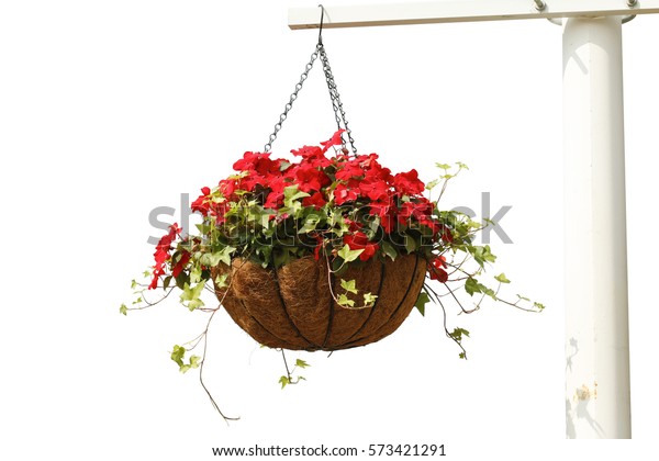 Hanging Flowers Isolated On White Background Stock Photo (Edit Now