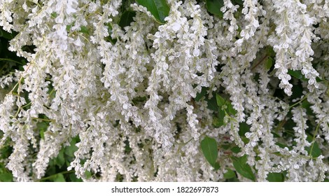 Hanging flowers of silver lace vine (Polygonum baldschuanicum, Fallopia aubertii, Chinese fleecevine, Russian-vine). Natural floral pattern. Autumn white flowers. White and green natural background - Shutterstock ID 1822697873