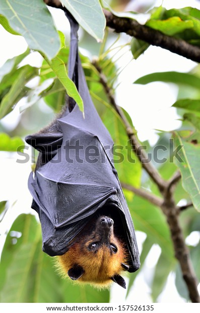 Hanging Flying Fox Big Bat Waking Stock Photo (Edit Now) 157526135