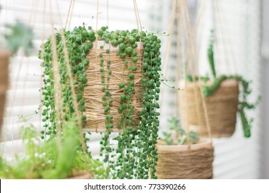 Hanging Garden - Succulent Plants In Similar Twine Pots, Senecio Rowleyanus