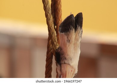 Hanging Goat Feet At The Butcher's Shop