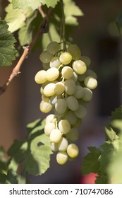 Hanging grapes