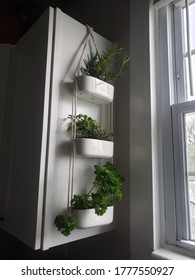 Hanging Herb Garden With Rosemary, Oregano, And Parsley By Window