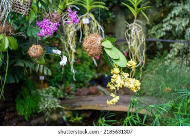 Hanging Indoor Plants. Yellow And Pink Orchids In Kokedama Or Moss Ball. The Concept Of Growing Exotic Plants.