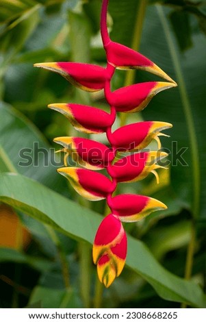 Hanging lobster claw or false bird of paradise (Heliconia rostrata) is a herbaceous perennial plant with downward-facing yellow reddish flowers blooming on Martinique island, Caribbean Sea, France.