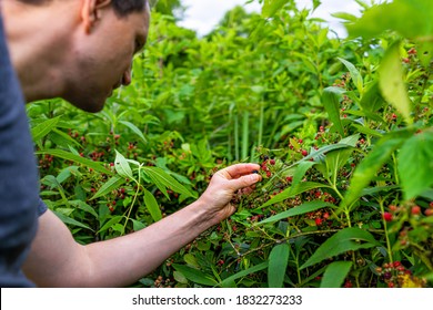 Hanging many black red ripe blackberries on plant bush garden farm with man picking fruit berries in Virginia summer - Powered by Shutterstock