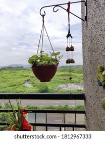 Hanging Money Plant In Balcony 