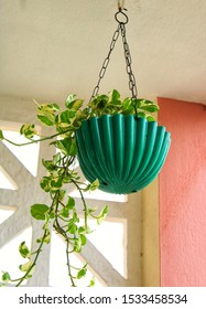 Hanging Money Plant, Balcony Gardening 