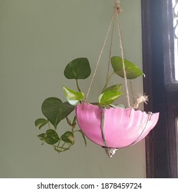 Hanging Money Plant For Prosperity