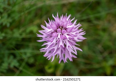 Hanging Naked Man Orchid Orchis Italica Stock Photo Shutterstock