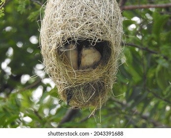 Hanging Nest With Birds Inside. Sudan Golden Sparrow Nest Made (weaves) With Long Grass. House Or Home Of Birds.