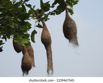 Hanging Nests To The Tree. Sudan Golden Sparrow, Made (weaves) The Nest With Long Grass. House Or Home Of Birds.