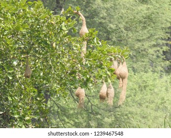 Hanging Nests To The Tree. Sudan Golden Sparrow, Made (weaves) The Nest With Long Grass. House Or Home Of Birds.