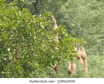 Hanging Nests To The Tree. Sudan Golden Sparrow, Made (weaves) The Nest With Long Grass. House Or Home Of Birds.