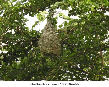 Hanging Nests To The Tree. Sudan Golden Sparrow, Made (weaves) The Nest With Long Grass. House Or Home Of Birds.